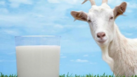 Zbog čega je dobro piti kozije mlijeko?
