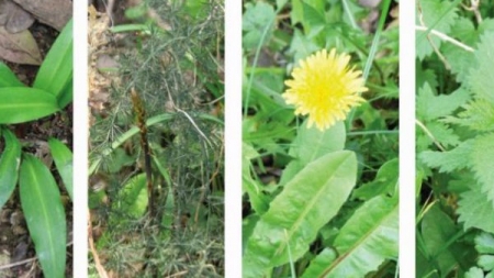 KALENDAR LJEKOVITOG BILJA: Kada bi trebalo brati i koje bilje