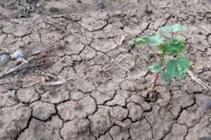 Proglašeno stanje prirodne nesreće zbog suše u Orašju