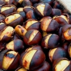 Sezona je kestena, ali oprez: Nutricionisti objasnili ko ih nikako ne smije jesti i kako prepoznati otrovni divlji kesten Sezona je kestena, ali oprez: Nutricionisti objasnili ko ih nikako ne smije jesti i kako prepoznati otrovni divlji kesten