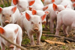 Opasna zarazna bolest Afrička svinjska kuga pojavila se u Bratuncu