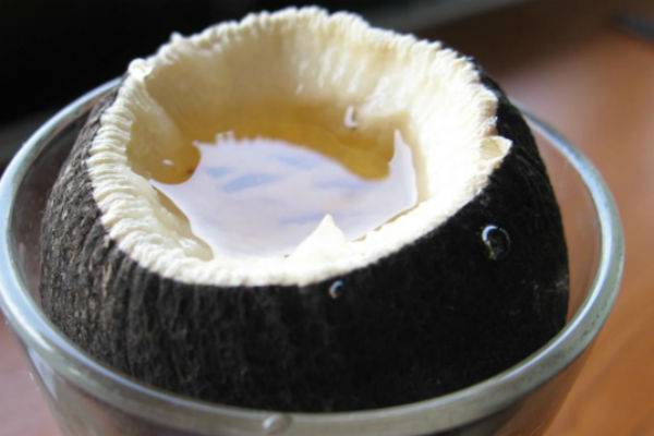 Crna rotkva i med protiv suhog kašlja i bronhitisa Crna rotkva i med protiv suhog kašlja i bronhitisa