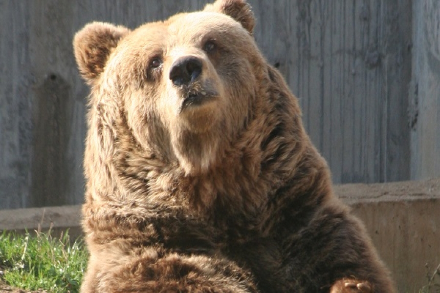 Medvjedi se u Japanu sve češće služe kao specijalitet