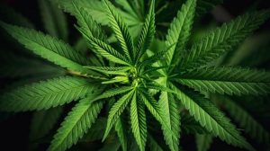 U Posušju pronađena veća količina marihuane