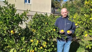 Mogu li se mandarine masovnije uzgajati u Hercegovini?