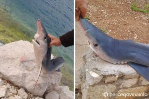 U Neumu ulovljen morski pas Modrulj: Jedan od najopasnijih na svijetu i najopasniji u Jadranu