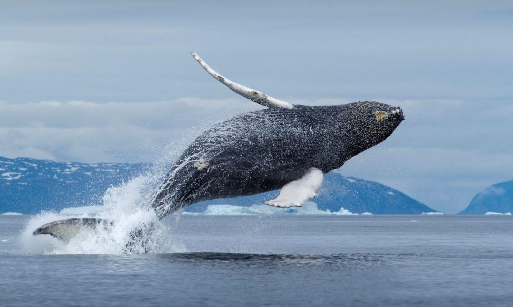 Naučnici otkrili molekulu koja prkosi starenju i koja dolazi iz ovog arktičkog diva Naučnici otkrili molekulu koja prkosi starenju i koja dolazi iz ovog arktičkog diva