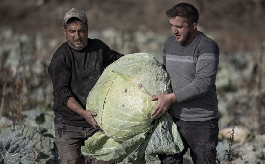 U Turskoj uzgojili džinovski kupus: “Koristimo drevno sjeme koje potiče od naših djedova”