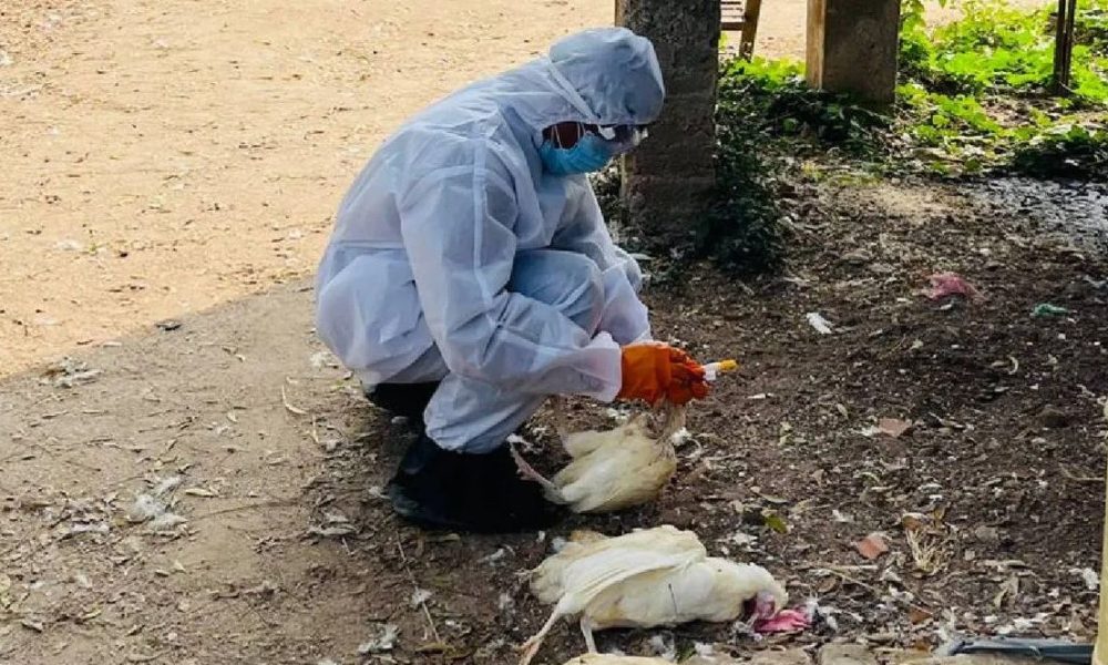 Objavljena simulacija širenja ptičije gripe među ljudima: Evo kako bi počela pandemija Objavljena simulacija širenja ptičije gripe među ljudima: Evo kako bi počela pandemija