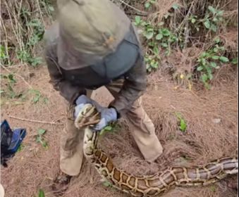 Monstrum u močvari: Lovci podigli džinovsku zmiju i ostali u šoku