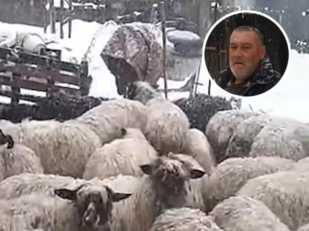 Preko noći ostao bez svega: Stočaru iz BiH snijeg ubio svu stoku