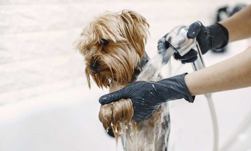 Koliko često trebate kupati svog psa?