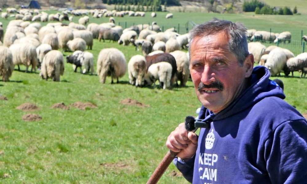 Gospodar stada, najveći pastir u Srednjoj Bosni, sam čuva 1000 ovaca VIDEO