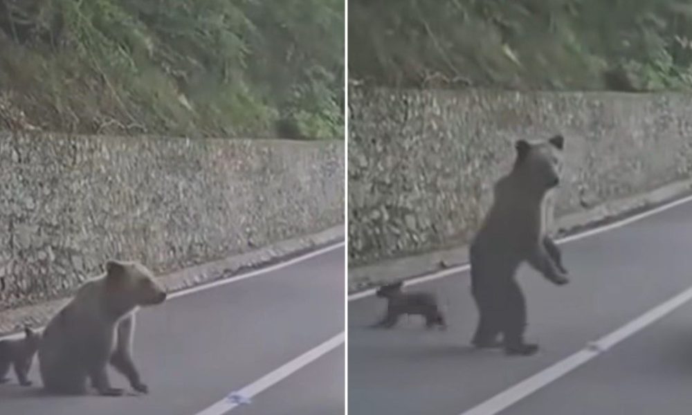 Medvjedica nasrnula na automobil, izgrizla vozača: Kamera snimila kako vrišti i pomaga